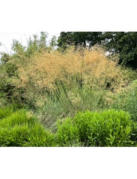 Ostnica Olbrzymia, Stipa...