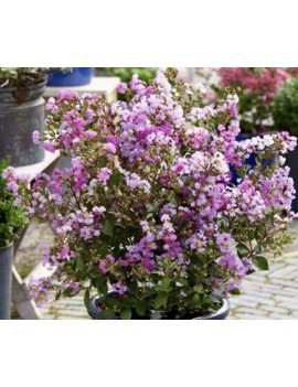 Lagerstroemia indica WITH...