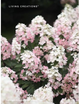 Hortensja  Magical Fire® –...