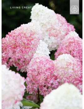 Hortensja Living Pink &...