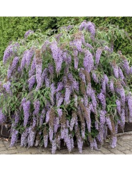 Budleja Wisteria Lane