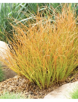 TURZYCA Ceglasta PRAIRIE FIRE