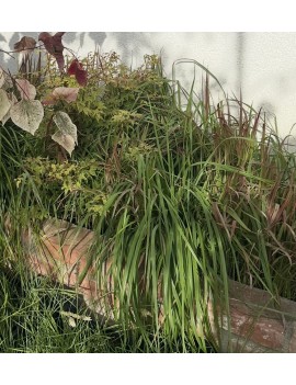 Turzyca Ribbon falls, carex...