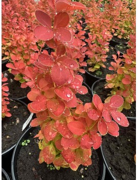 Berberys Thunberga ORANGE...