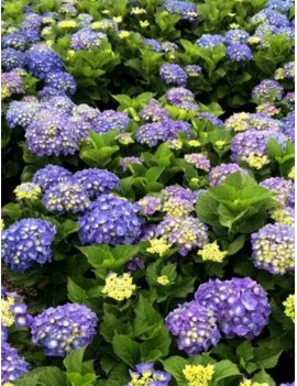 Hortensja ogrodowa blue...