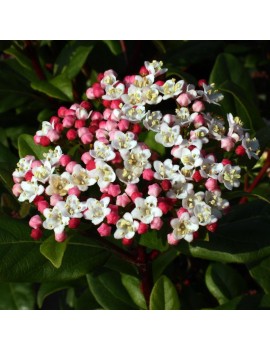 kalina wawrzynowata-Viburnum tinus 'Gwenllian'