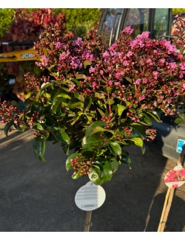 Lagerstroemia indica BERRY...