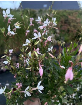 Gaura graceful blush