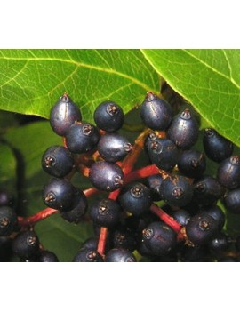 kalina wawrzynowata-Viburnum tinus 'Gwenllian'
