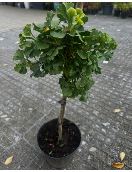 MIłorząb na pniu 60 cm