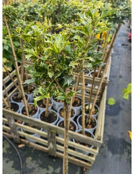 Osmanthus Goshiki na pniu...