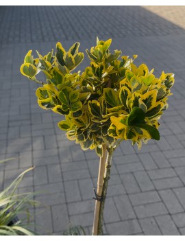 Trzmielina emerald gold na...