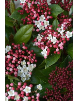kalina wawrzynowata-Viburnum tinus 'Gwenllian'