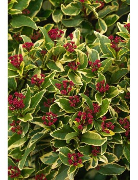 kalina wawrzynowata-Viburnum tinus variegata