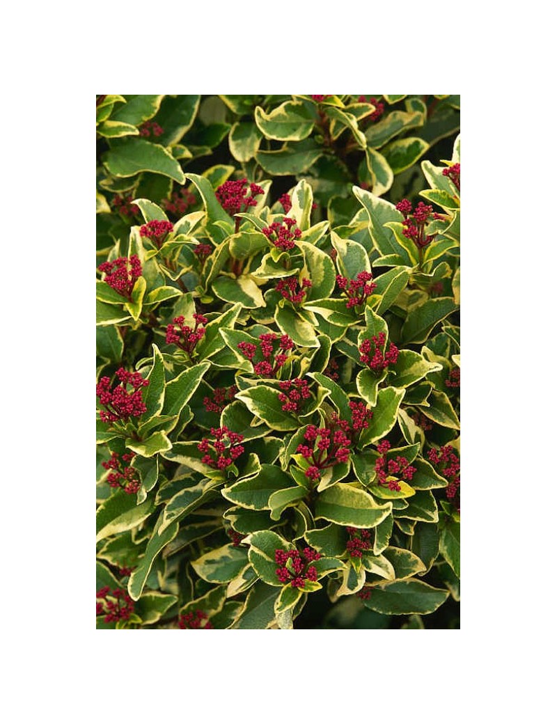 kalina wawrzynowata-Viburnum tinus variegata