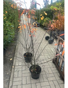 Świdośliwa larmacka