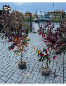 Dereń kousa Teutonia balot