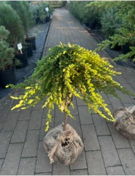 Jałowiec ‘Green Mantle’...