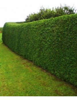 Żywotnik zachodni Brabant(Thuja occidentalis Brabant)