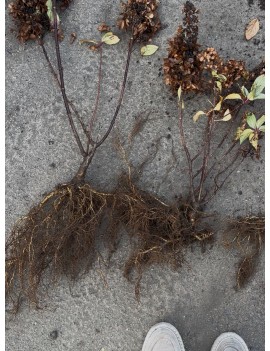 Hortensja 'Pinky Winky'...