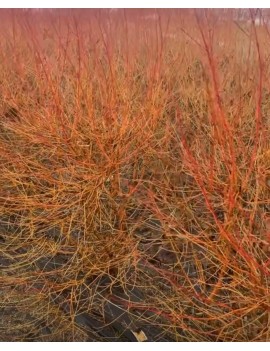 Dereń Midwinter Fire, cornus