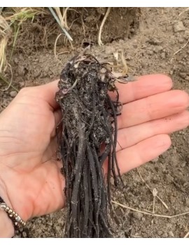 Brunera Silver Heart PBR