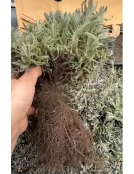 Lawenda Hidcote, kopana z...