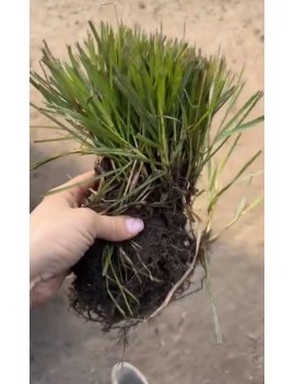 Sesleria jesienna, sesleria...