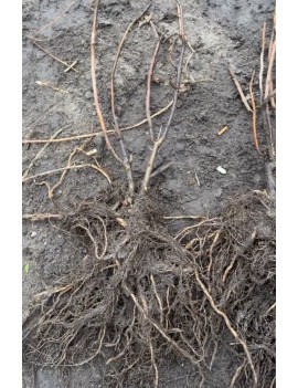 Hortensja pink Annabelle...