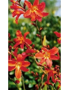 krokosmia Carmine brilliant...