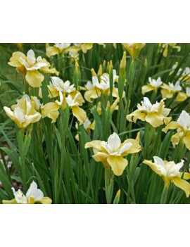 Irys Butter and sugar