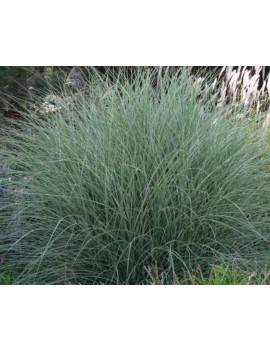 Miskant Morning light