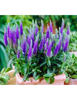 przetacznik ulster dwarf blue