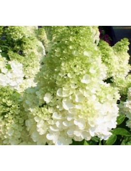 Hortensja magical moonlight...