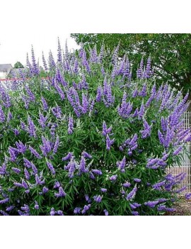 Niepokalanek Chicagoland...