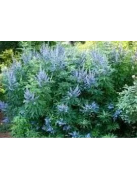 Niepokalanek summertime...