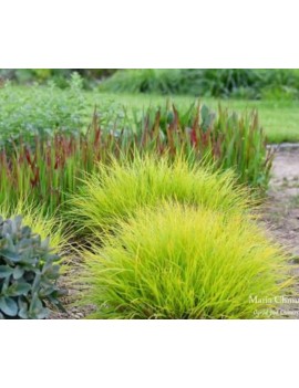 rozplenica hamel gold