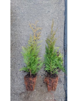 Thuja brabant goły korzeń