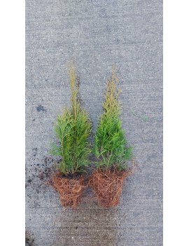 Thuja smaragd