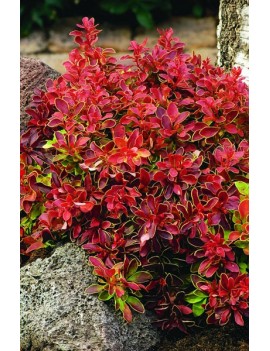 Berberys Thunberga 'Admiration'®-Berberis thunbergii 'Admiration' ®