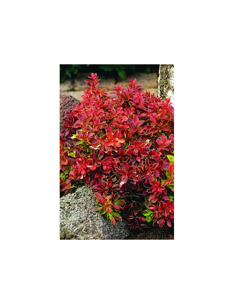 Berberys Thunberga 'Admiration'®-Berberis thunbergii 'Admiration' ®
