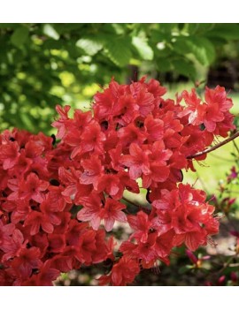 Różanecznik, azalia  Addy Wery