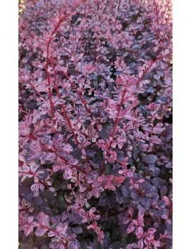 Berberys flamingo PBR