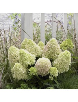 Hortensja Little fresco PBR