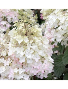 hortensja Petite lantern