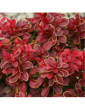Berberys Thunberga 'Admiration'®-Berberis thunbergii 'Admiration' ®