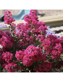 Lagerstroemia With love...