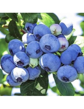 Borówka amerykańska Duke