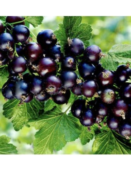 Porzeczka czarna Titanica