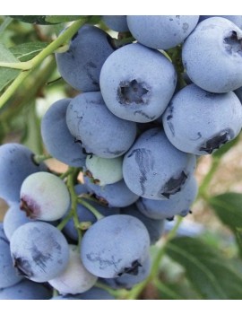 Borówka Bluecrop